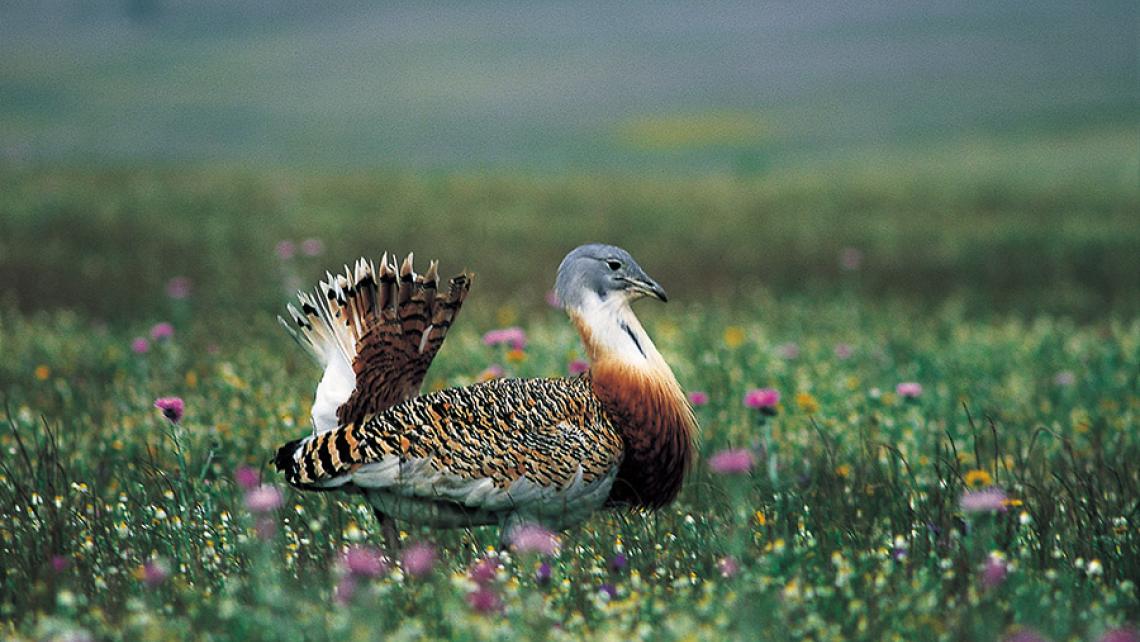 Avutarda en el campo