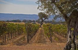 Bodegas Carabal en Alía. Denominación de Origen Ribera del Guadiana.